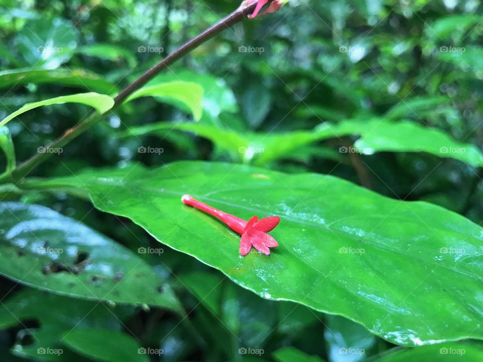 Single flower laying on wet leaf in rainforest