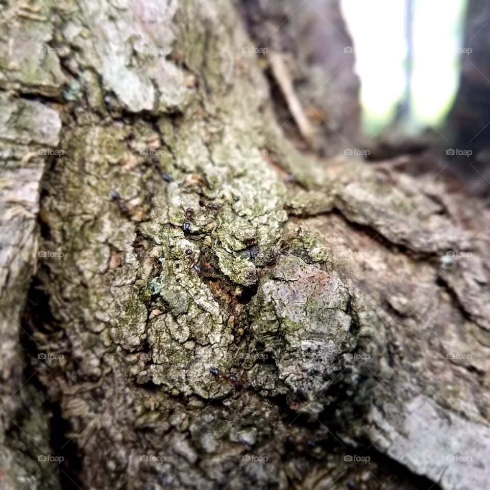 ants on a tree