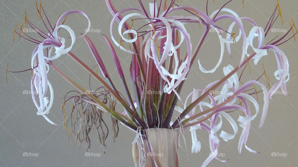 Curly purple and white stem flowers in a pot against beige background