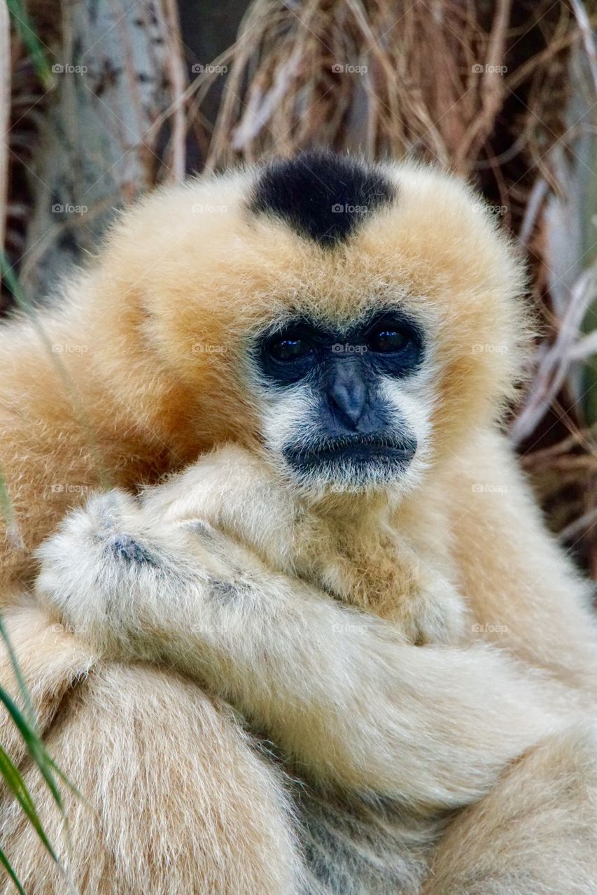 White cheeked gibbon (female)