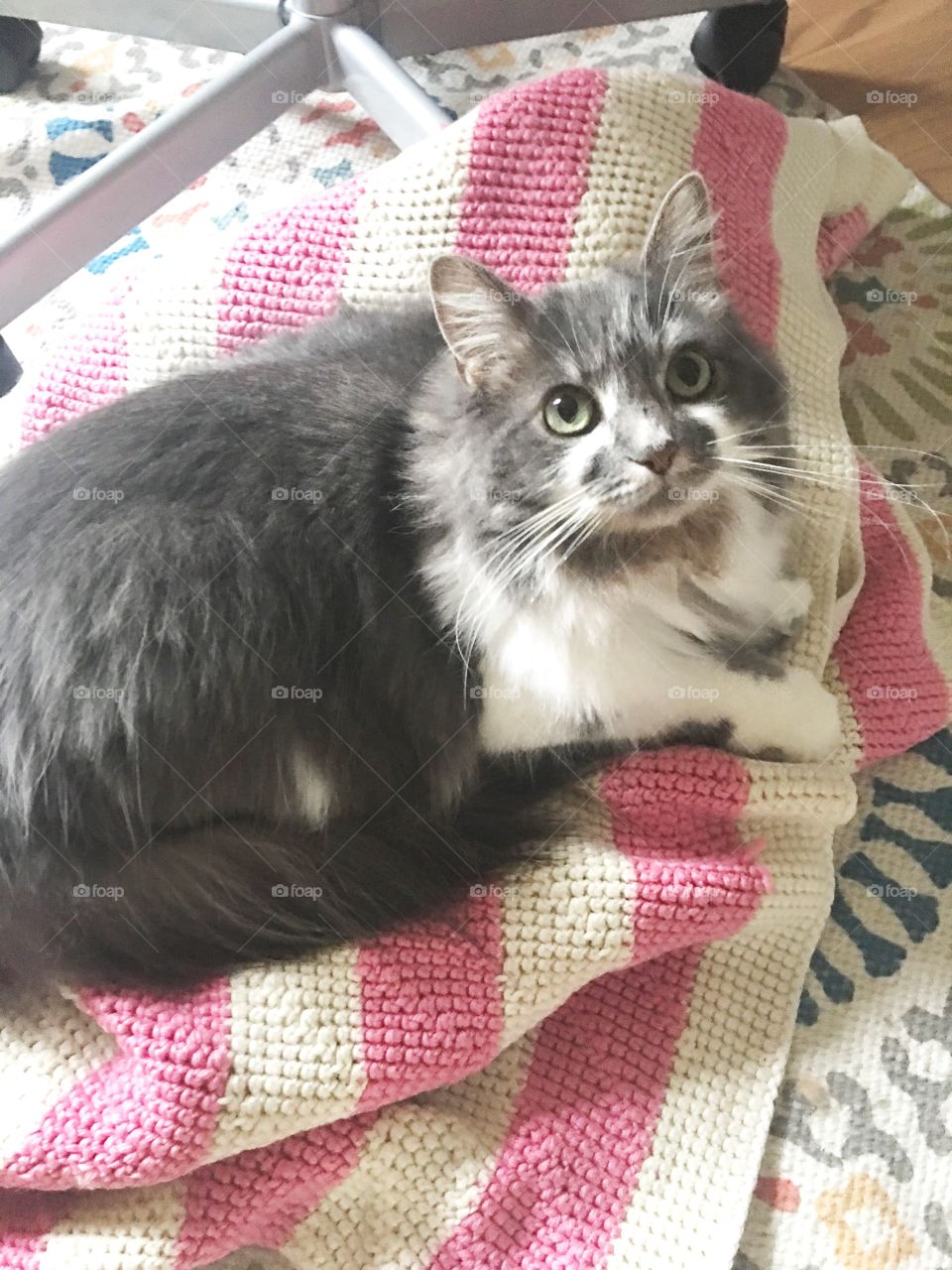 Kitty on a blanket