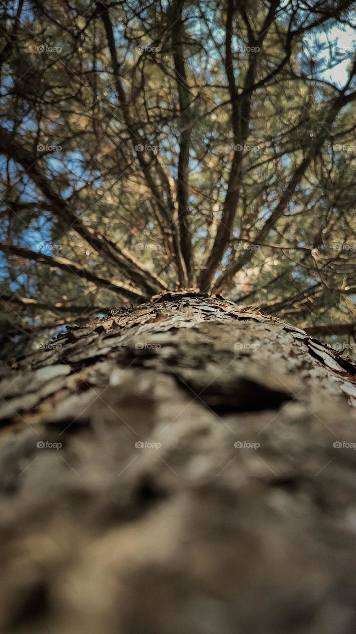 Pine tree trunk bottom view. Tree bark blurred close up. Nature details close up, tree top from the bottom. High pine