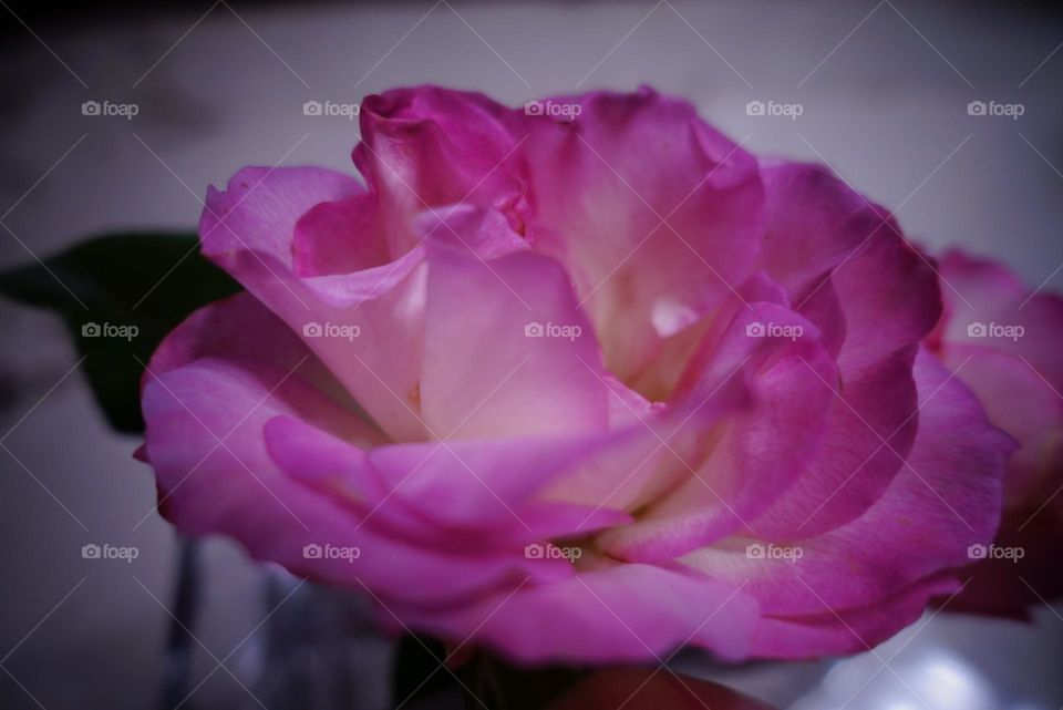 A pink rose