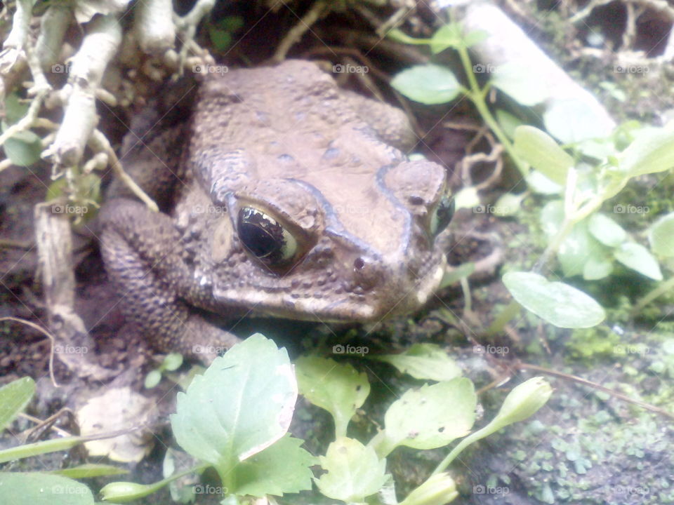 head frog.