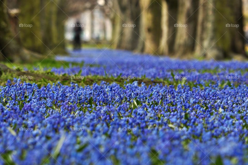 blue snowdrops field in the park in Poland