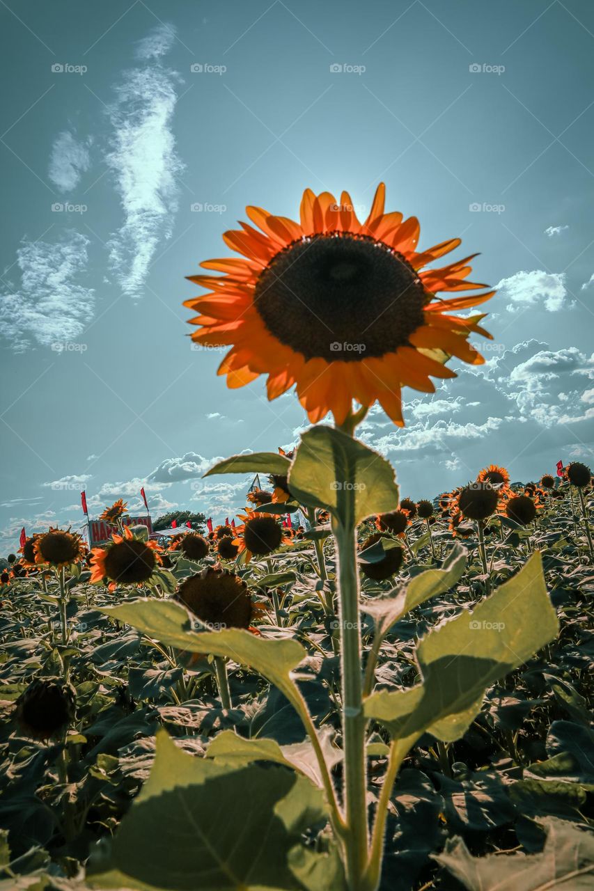 Lovely sunflower farm