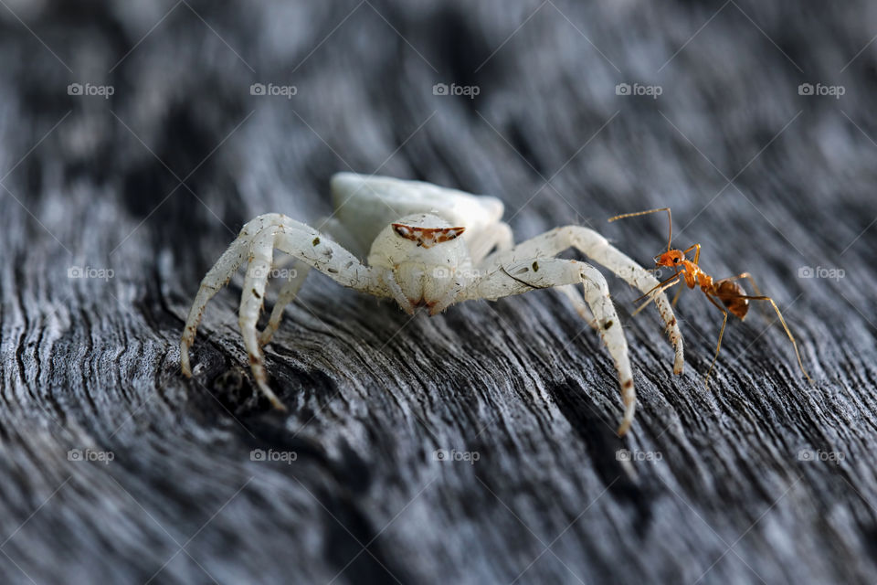 Friendship on the spring between the ant and white spider.