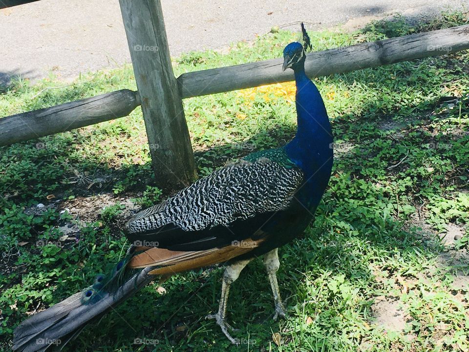 Beautiful  peacock 🦚