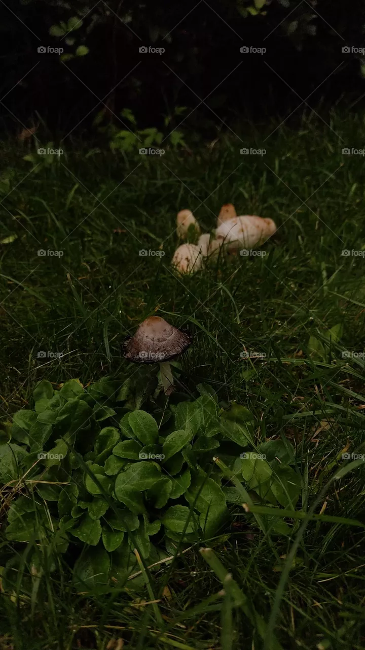 muuushrooms🍄