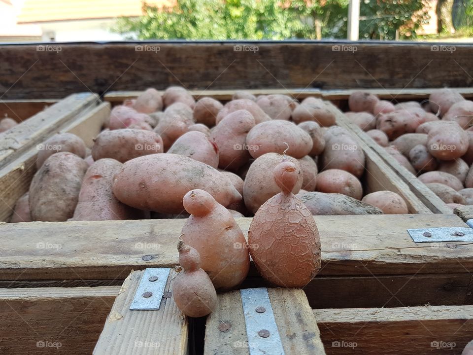 happy potato family visiting relatives