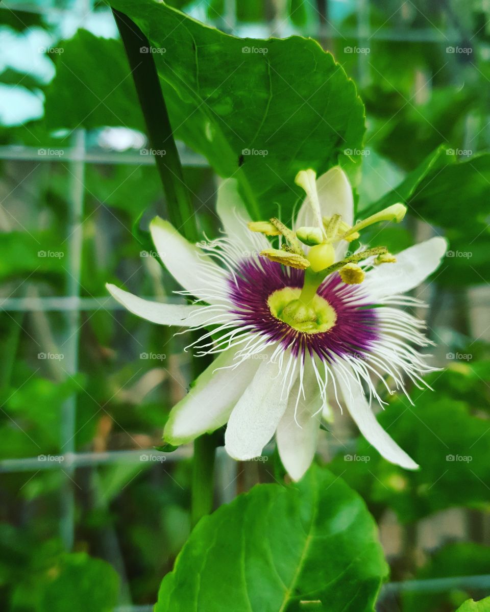 passion for passionfruit!