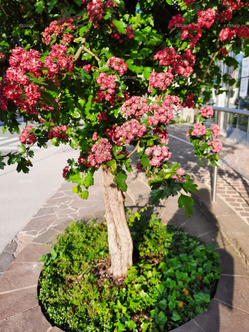 Blüten