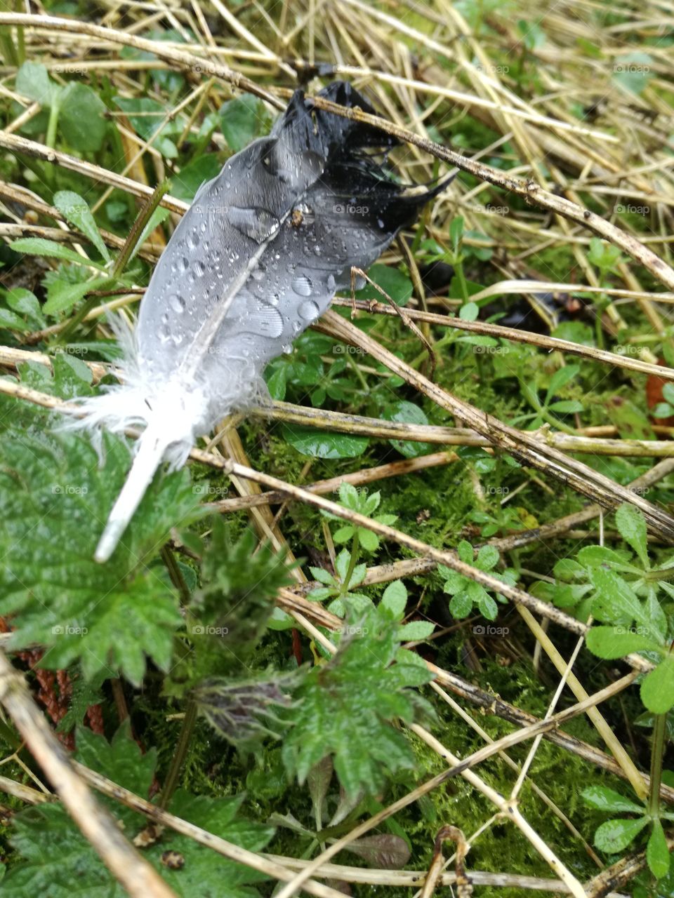 feather in nettles