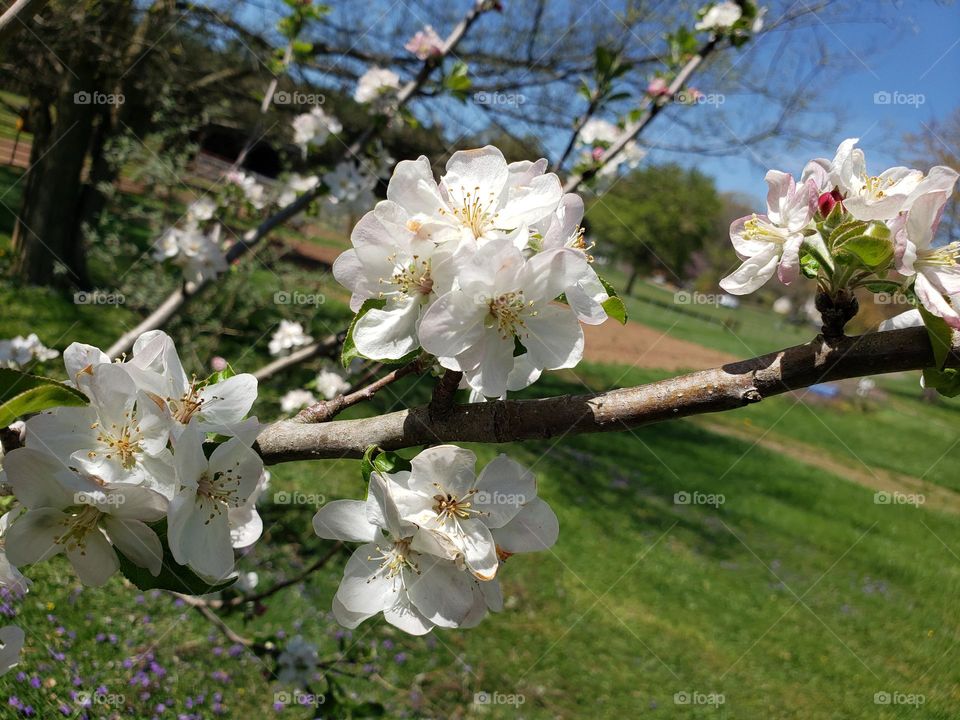 Apple Blossoms in April