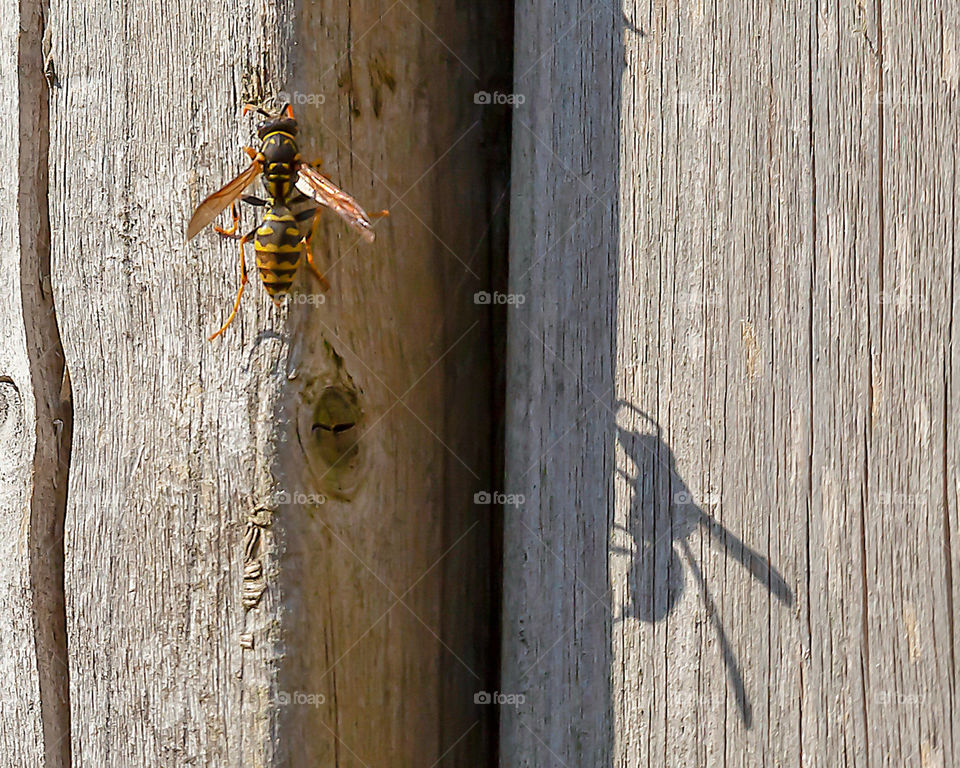 Wasp on the wall