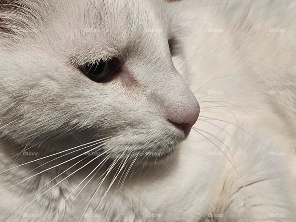 White Cat