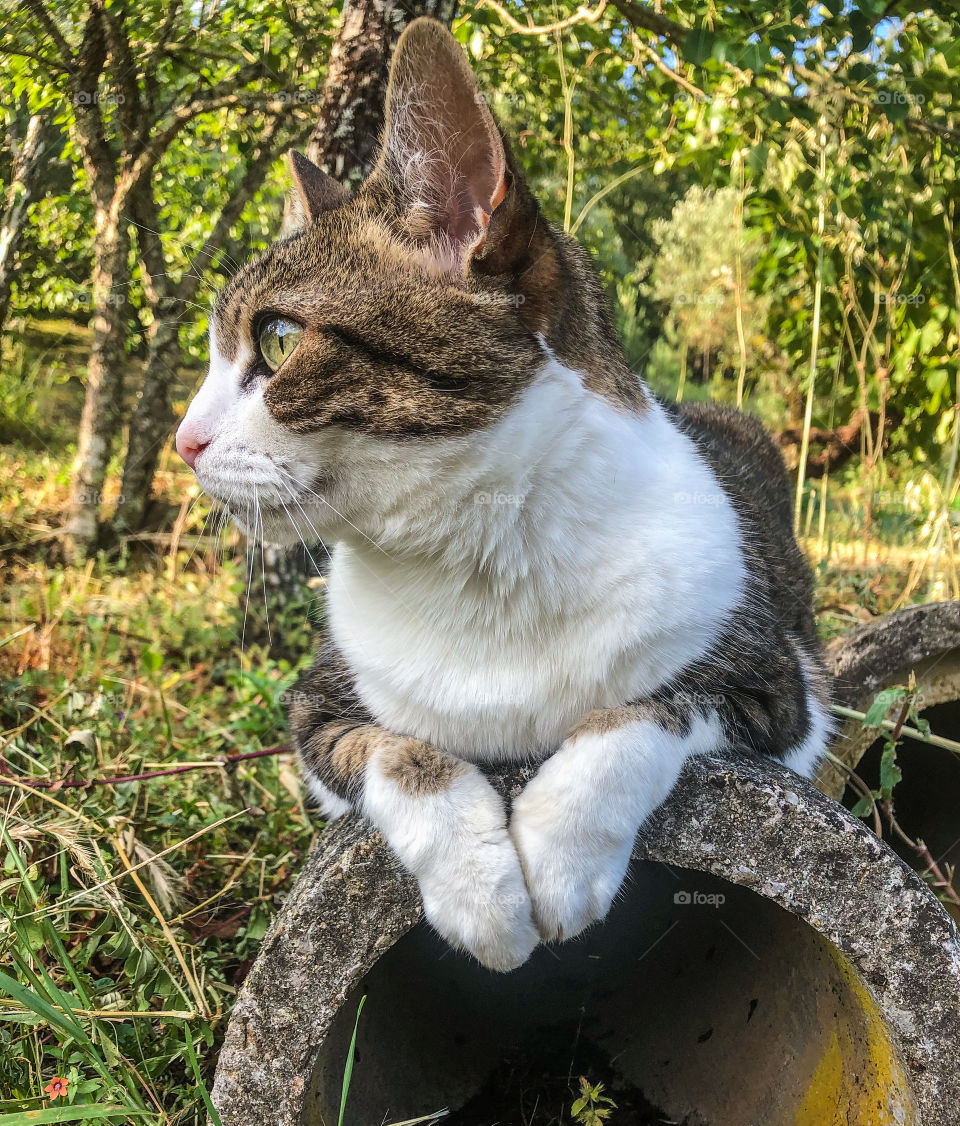 A tabby and white cat perched on a concrete tunnel, whilst looking alert with big eye at something off camera