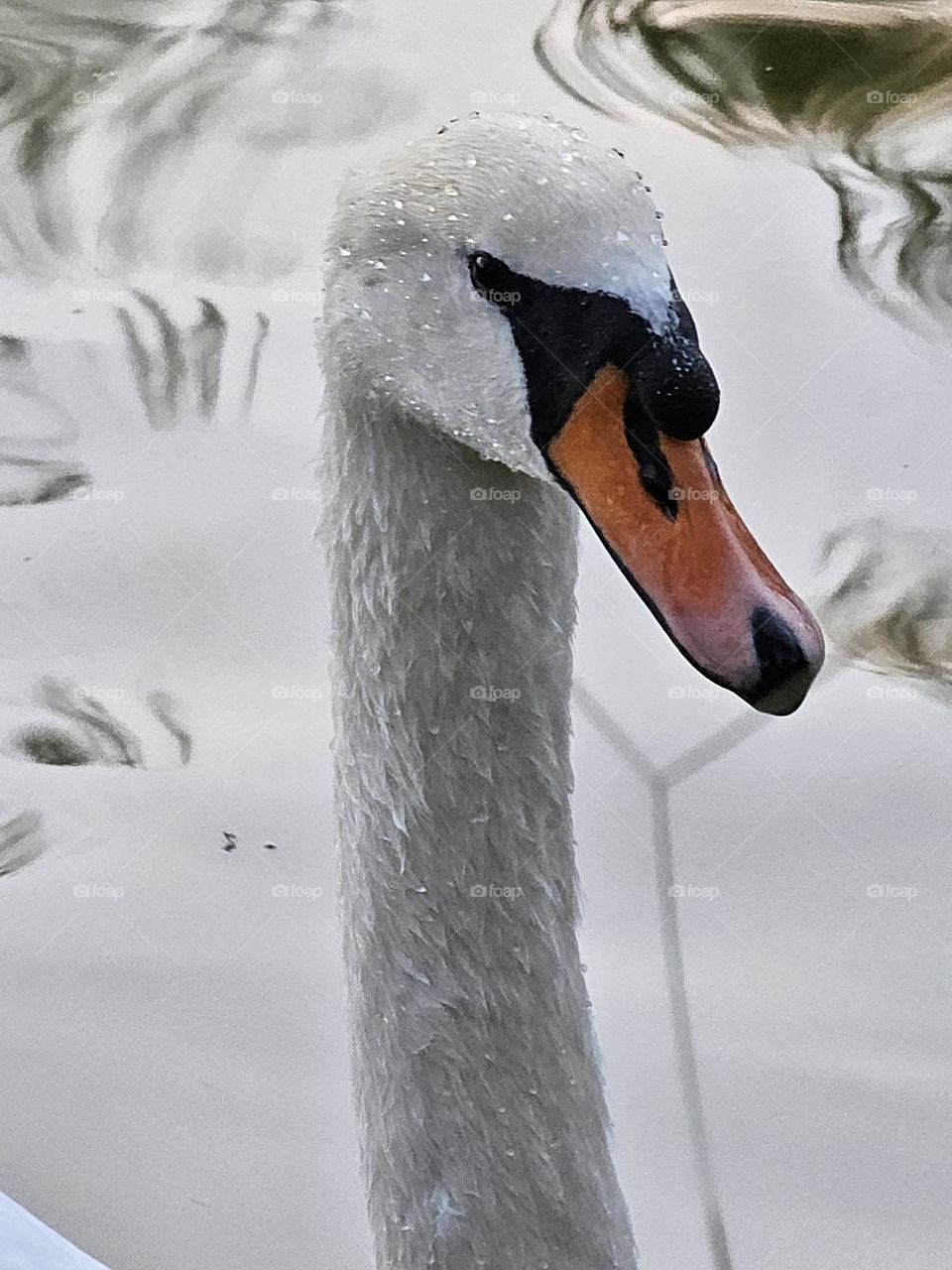 A soaking wet swan drifted in dusk,
With feathers weighed down and her neck in a husk.
Beneath summer skies, she silently stayed,
Like a vanishing dream that left just some bread.
