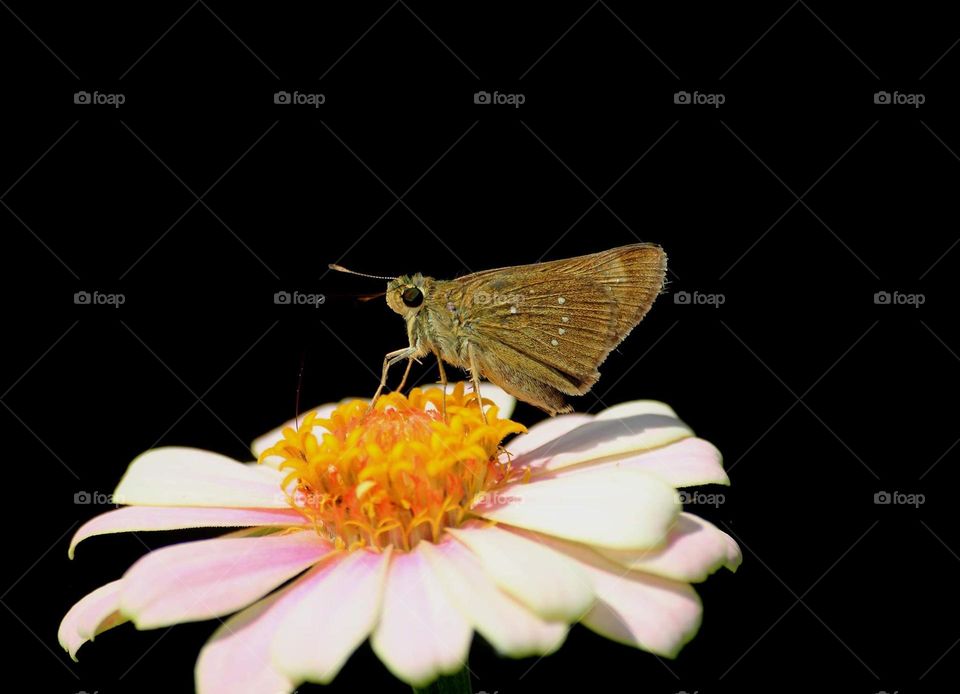 Borbo cinarra. Member of hesperidae. Has a pair of lovely colour of black, and coloured brown along the body morfology, and wings. There's white spot at the wings too. As a butterfly category, the insect used probosis for the nectar of flower .