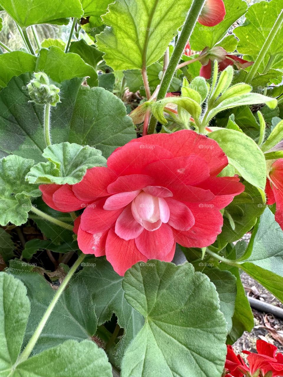 Red geranium flower growing in container garden near canal countryside blooming leaves foliage late summer nature petals close up