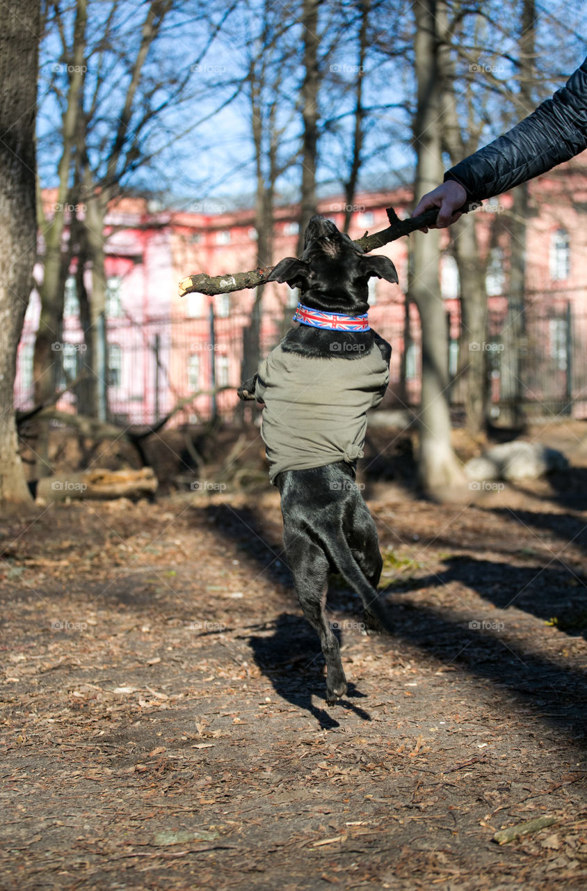 Cute dog play at the park