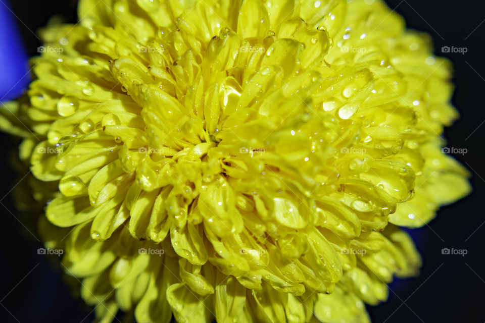 water droplets on the flower