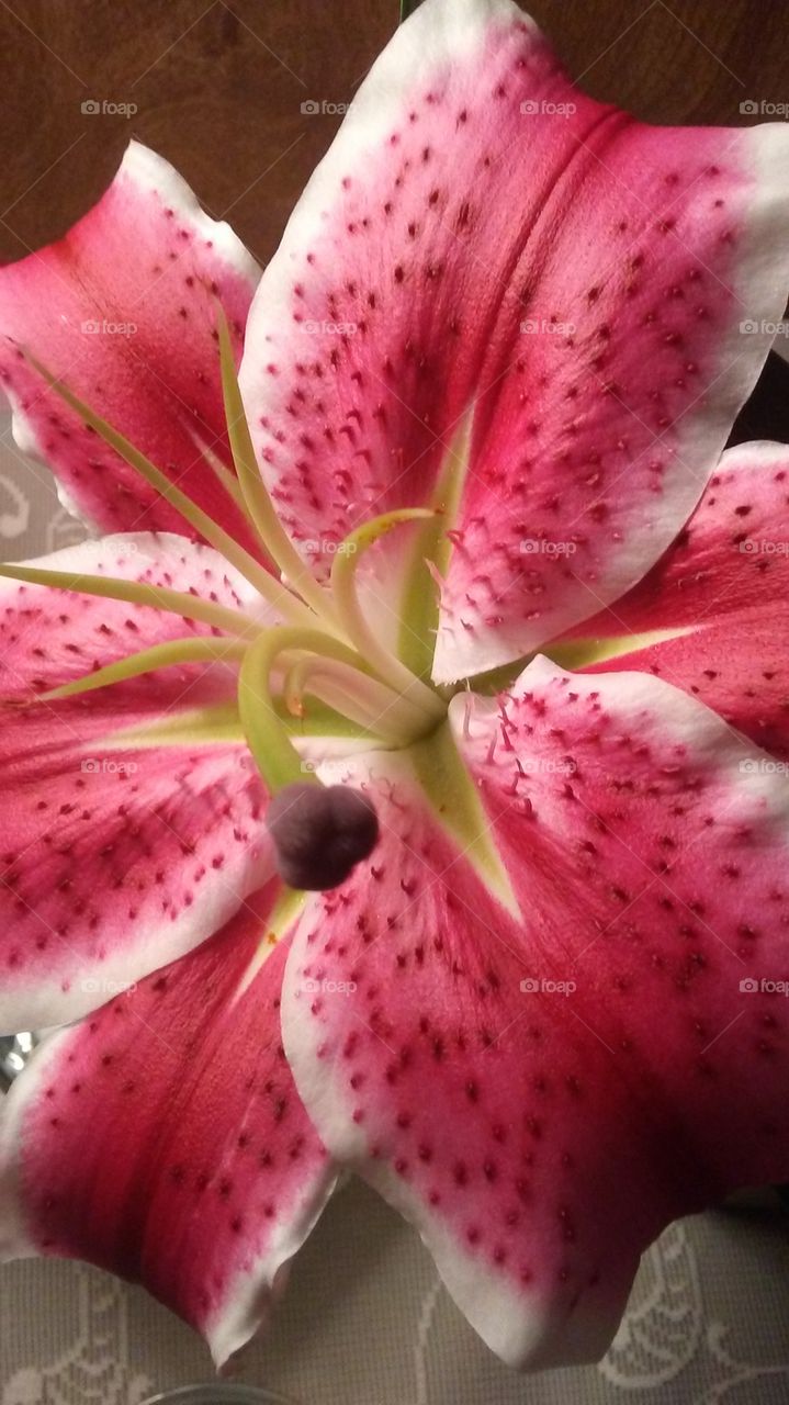 beautiful close up of dragon lily in bloom