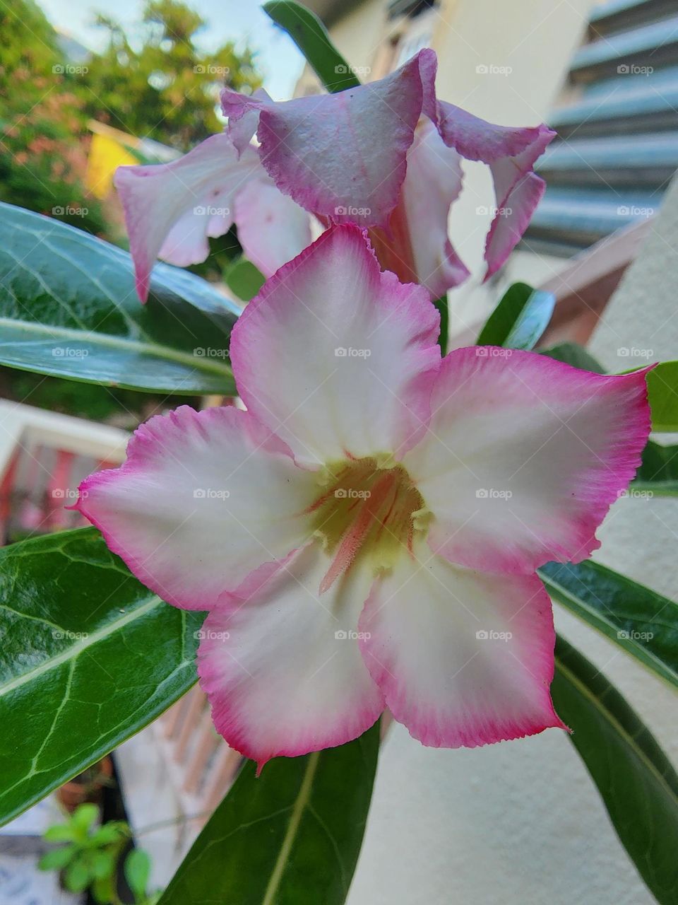 dessert rose in bloom