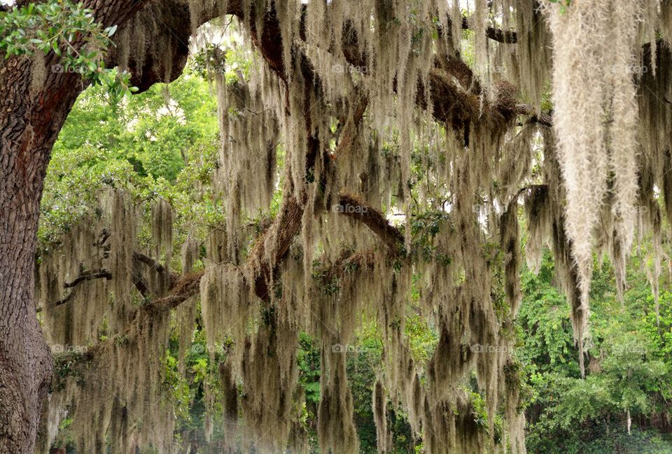 Locountry live oak