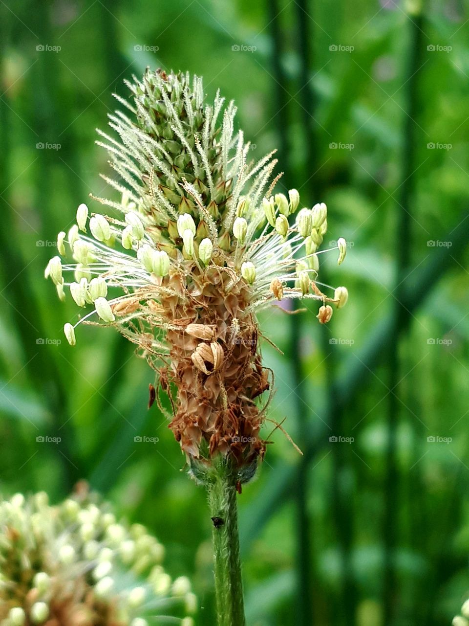 Grass (trputac)