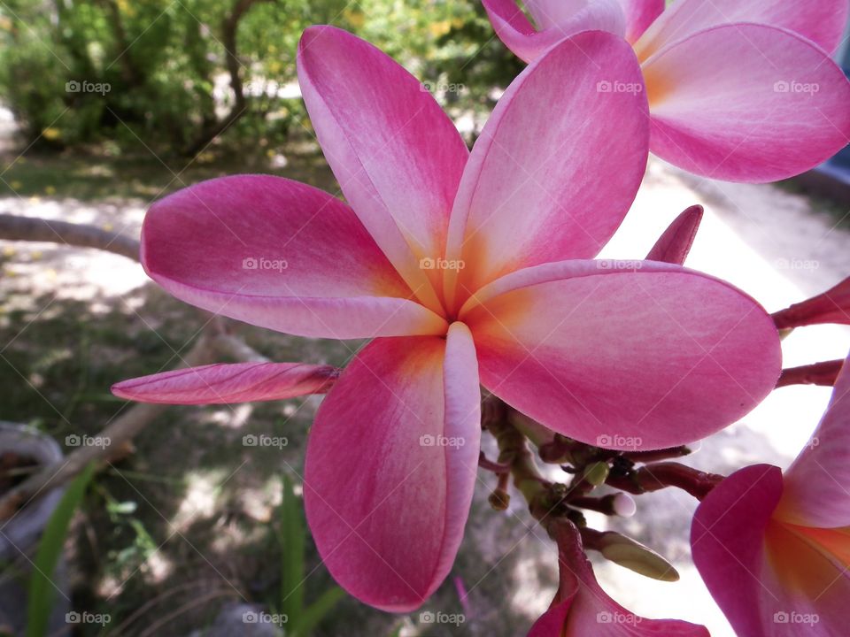 Beautiful frangipani sweet flower 