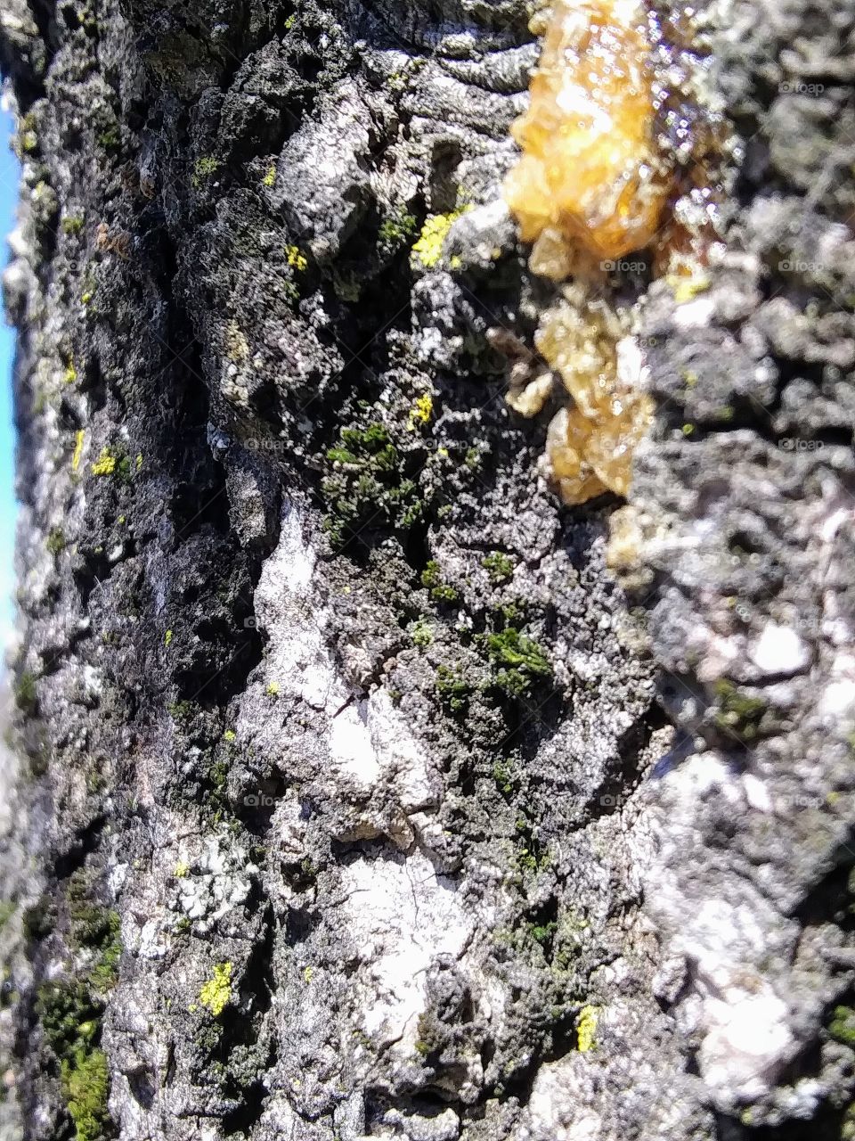 sap on tree bark