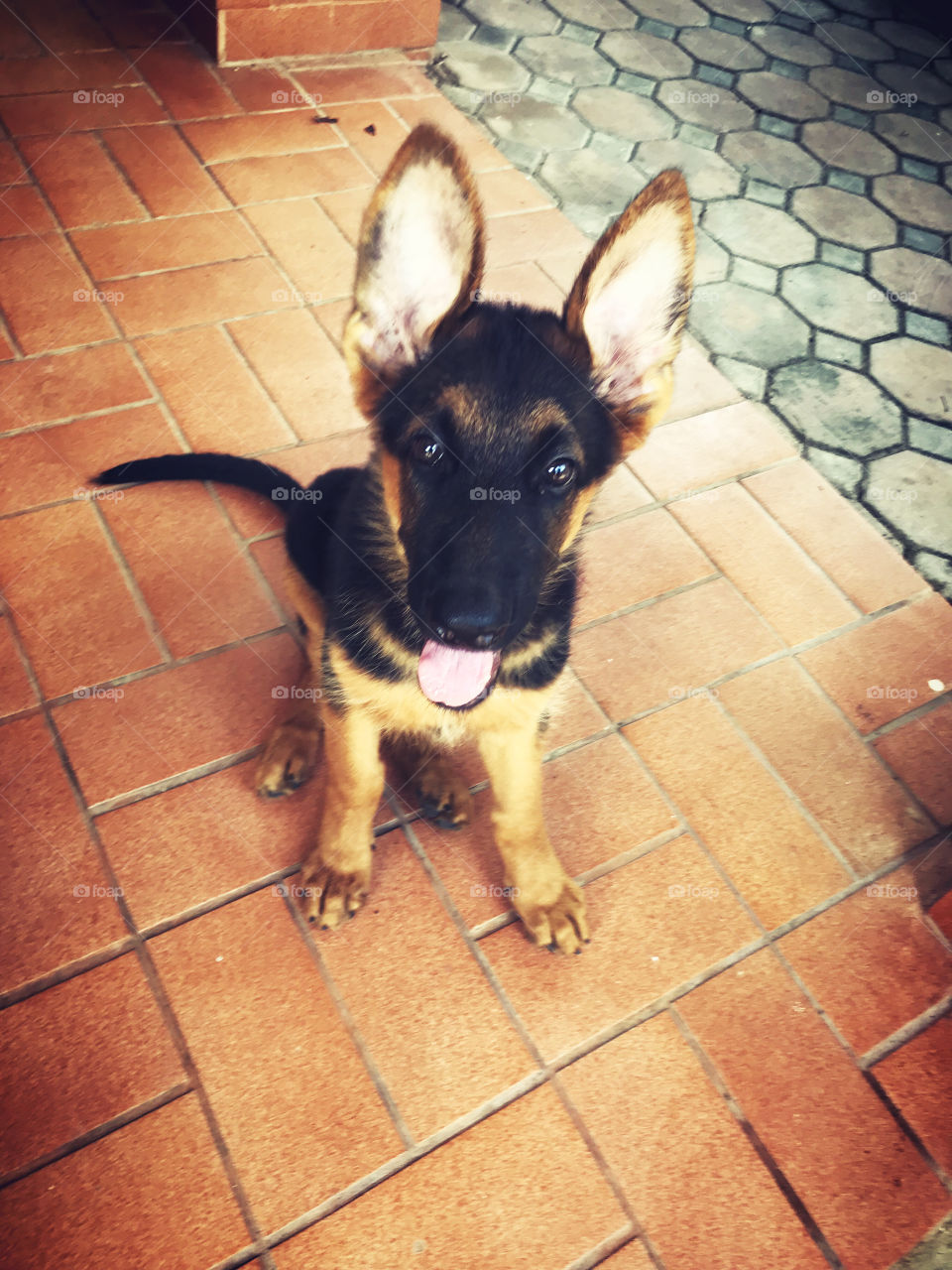 How can dog looks like a rat? I'm Maxi Not Micky, OK? If you got it just give me some snack that would be good human.