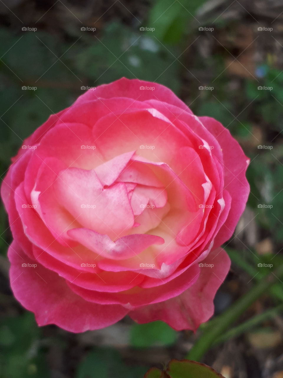 Pinky Red Rose Flower