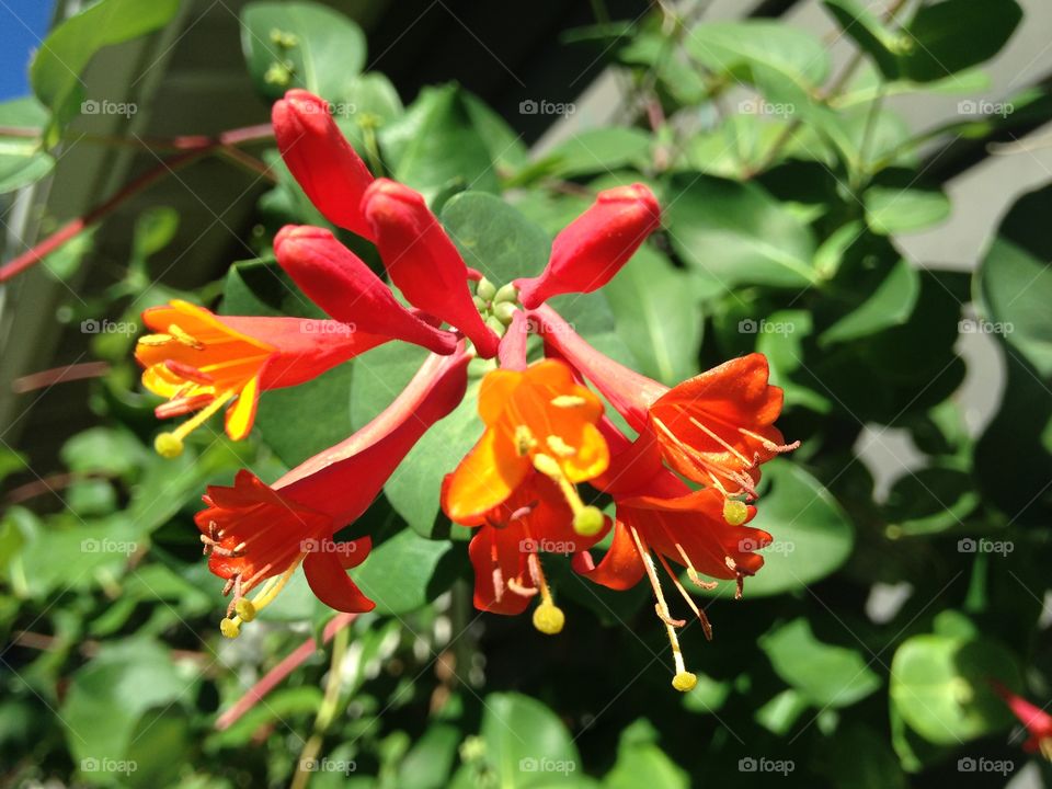 Red honeysuckle 