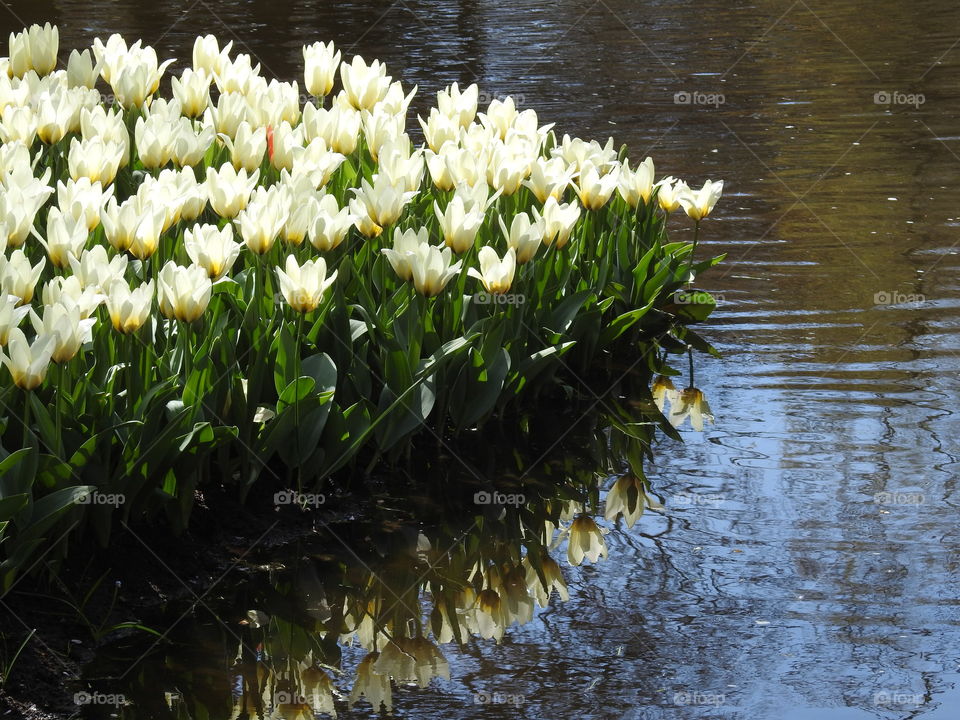 Reflection of white tulips