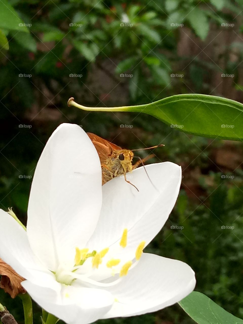 hiding with butterfly
