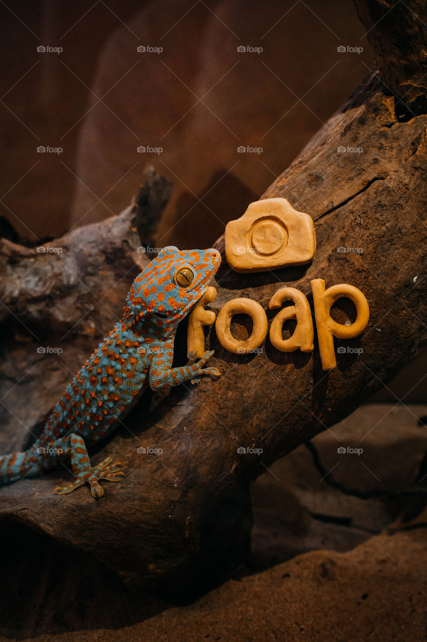 Foap logo next to the lizard