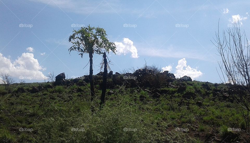 Krugersdorp Game Reserve