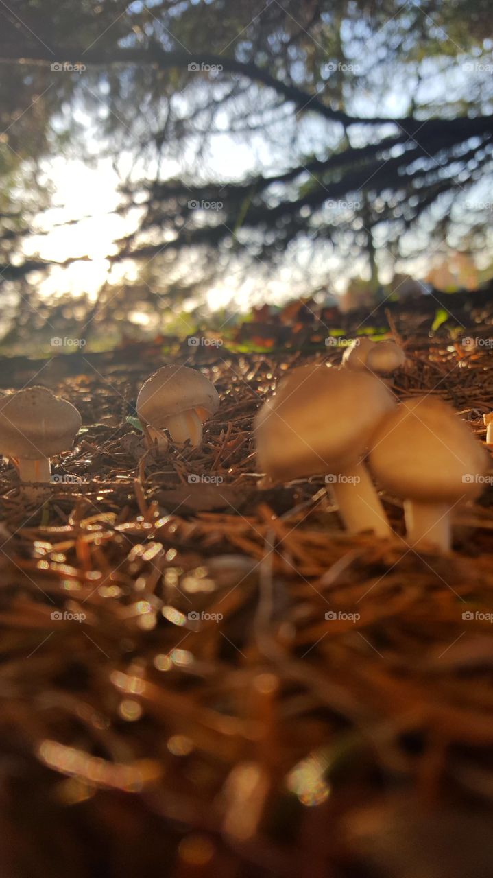 Family of Fungi