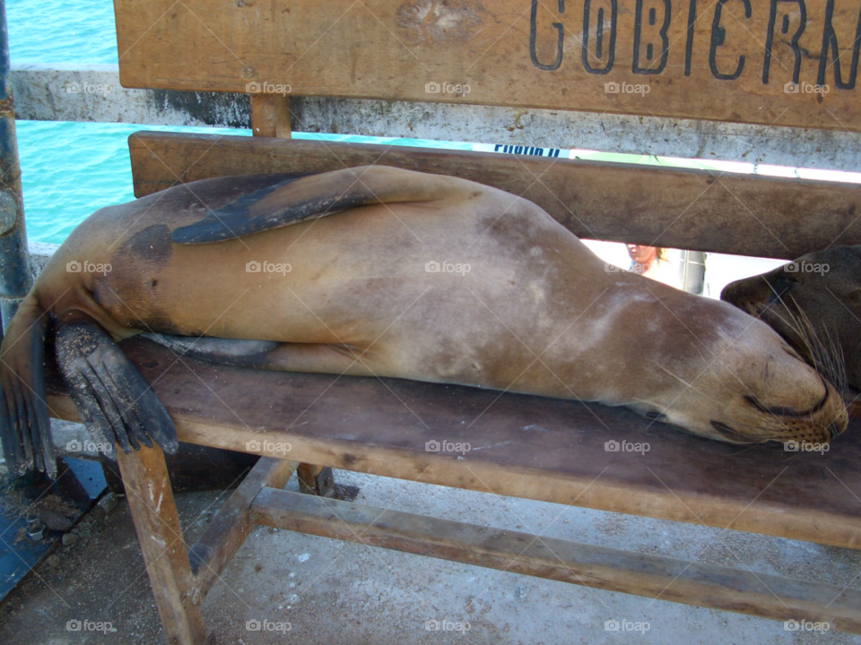 sleep galapagos sea lion relax by izabela.cib