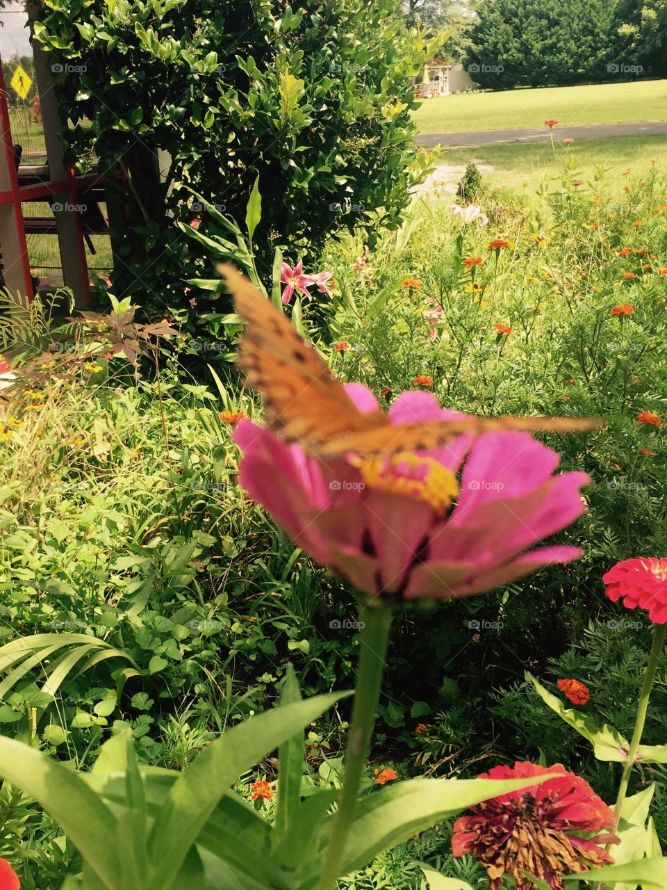 Pretty orange winged butterfly on a pink zinnia flower feeding off the yellow center.   in my garden