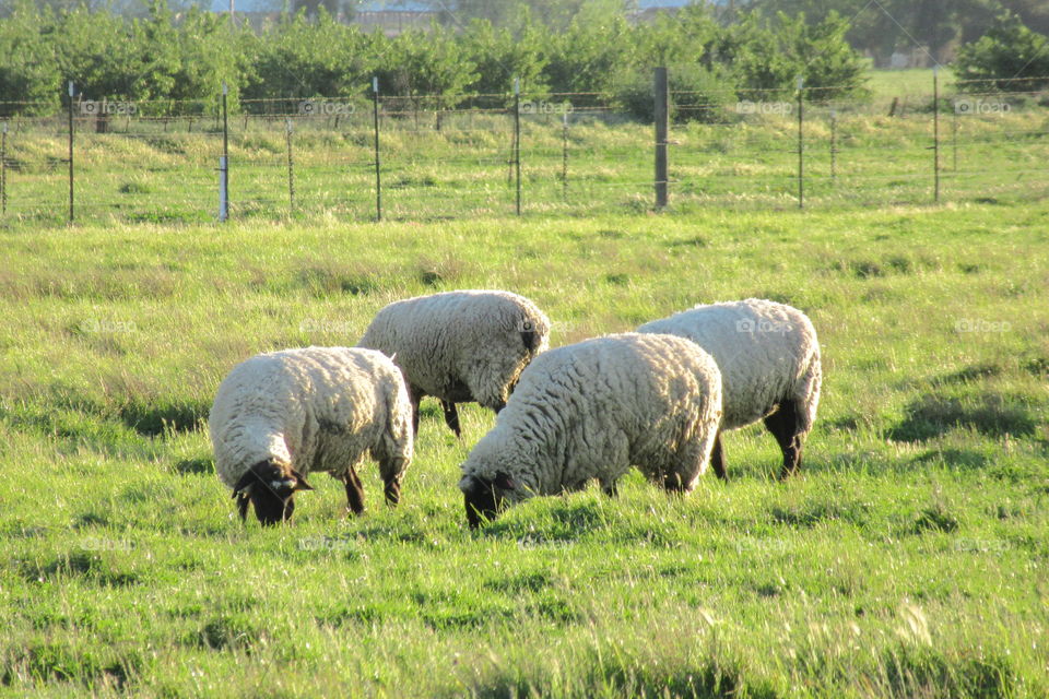 Sheep in the pasture