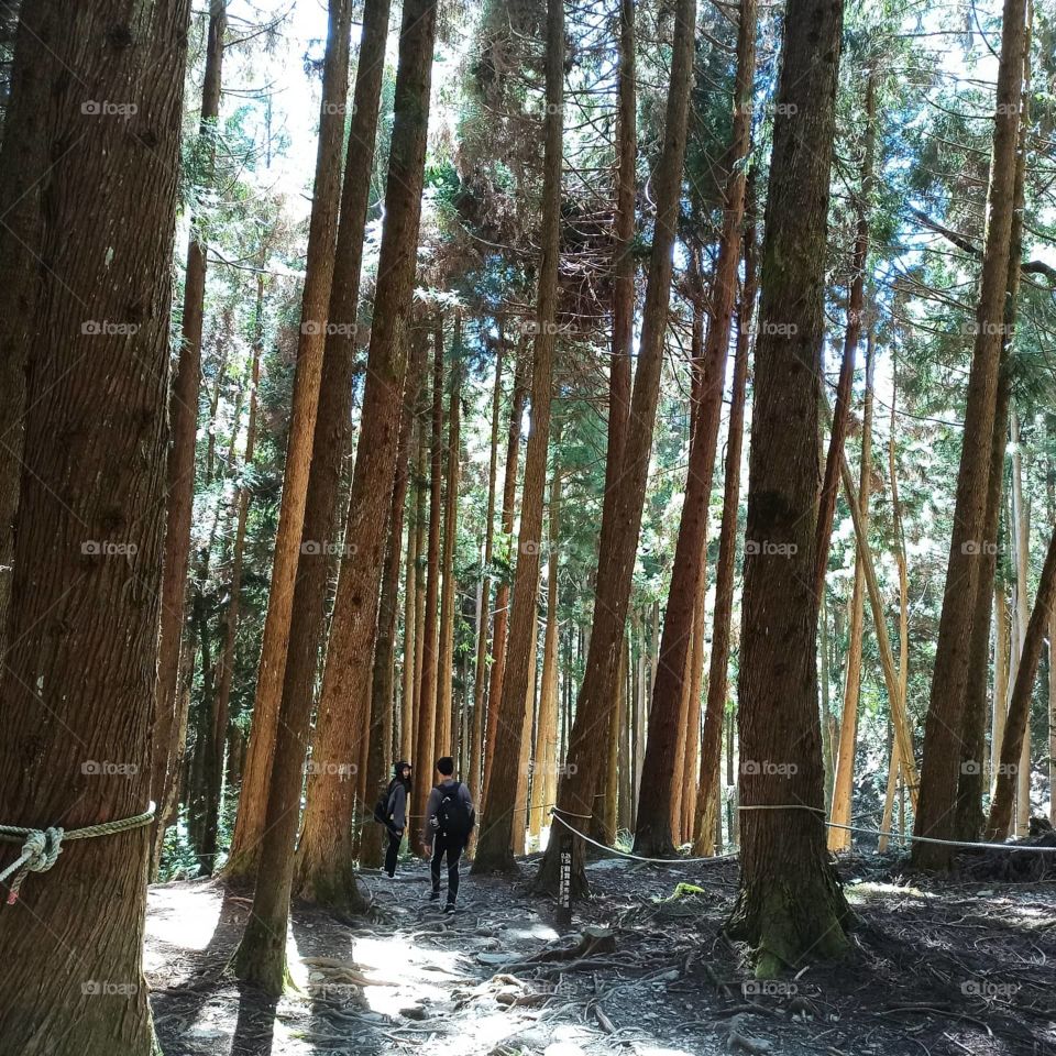 Strolling down the woods.