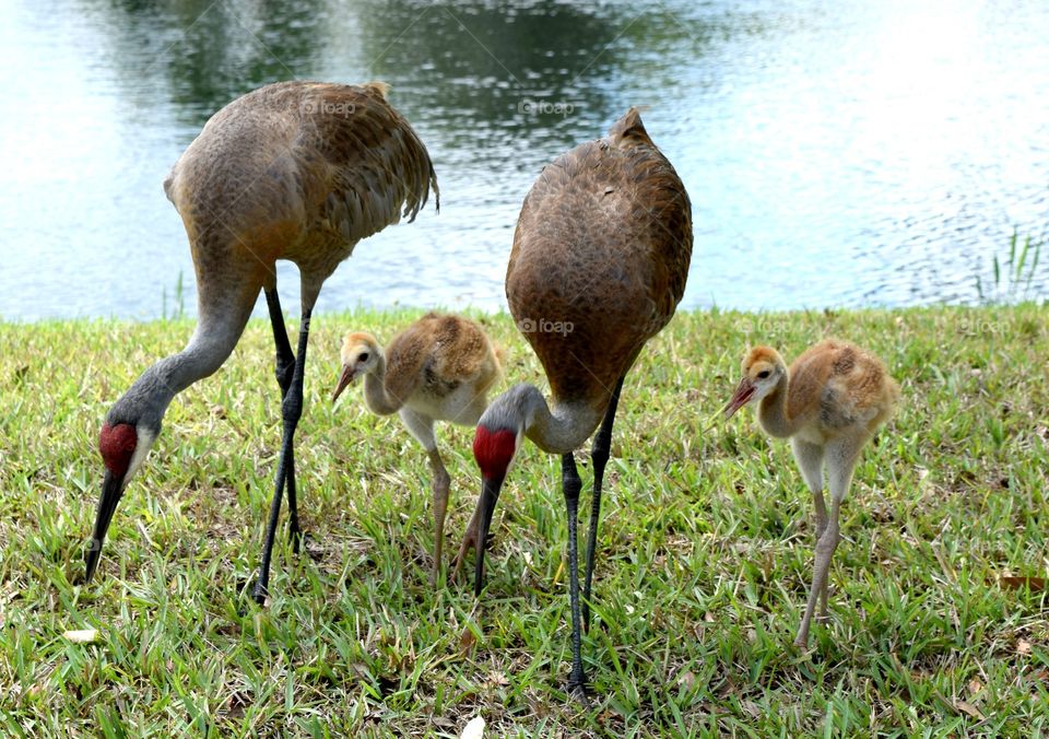 Cranes family 