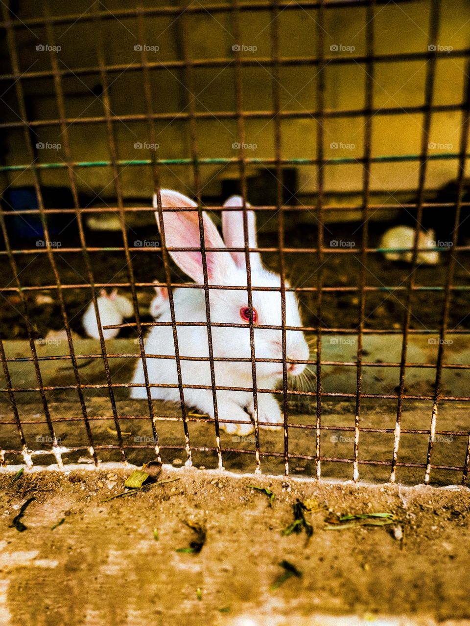 I picked up this rabbit at Teesta Udyan Park in Jalpaiguri.  The rabbit is very cute.