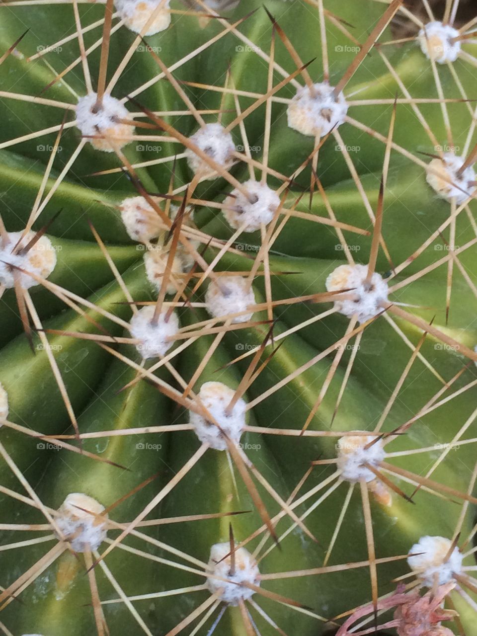 Cactus thorns . Cactus thorns
