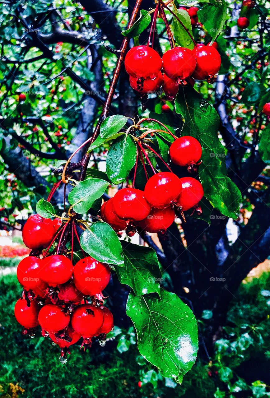 Cherry tree—taken in Ludington, Michigan 