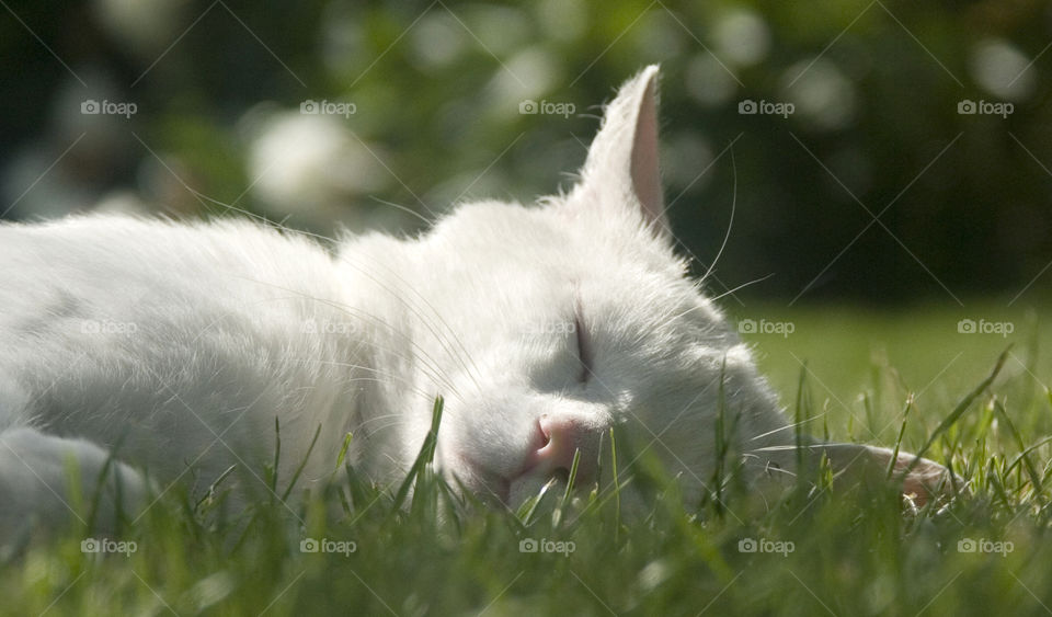 Cat sleeping on grassy field