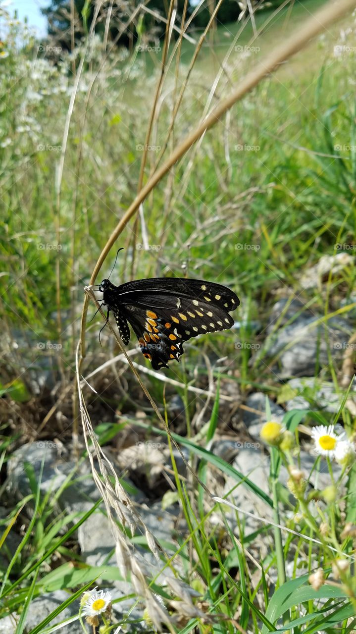beautiful black swallowtail butterfly in a field on a sunny summer day in TN